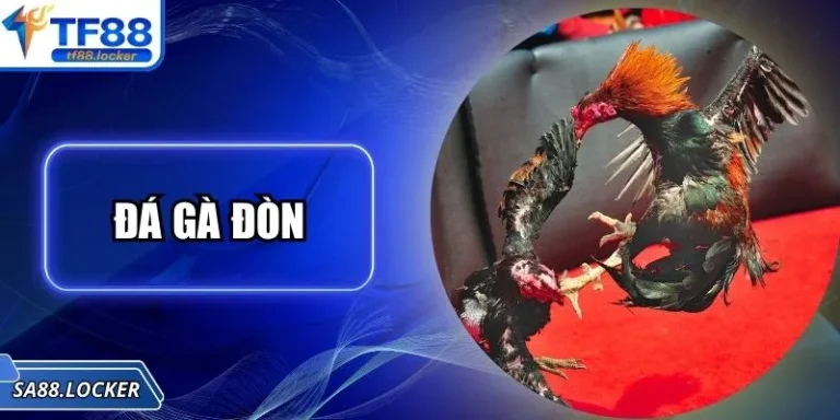 Đá Gà Đòn – Trải Nghiệm Truyền Thống Đặc Sắc Tại TF88