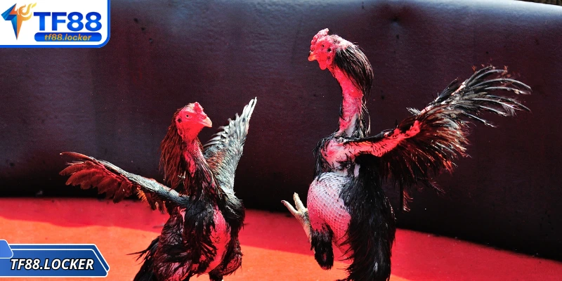 Đá Gà Đòn – Trải Nghiệm Truyền Thống Đặc Sắc Tại TF88 1 Hình thức đá gà đòn được nhiều người ưa chuộng