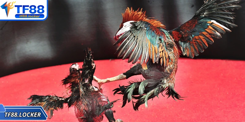 Đá Gà Đòn – Trải Nghiệm Truyền Thống Đặc Sắc Tại TF88 3 Cần xây dựng cho chiến kê chế độ dinh dưỡng hợp lý