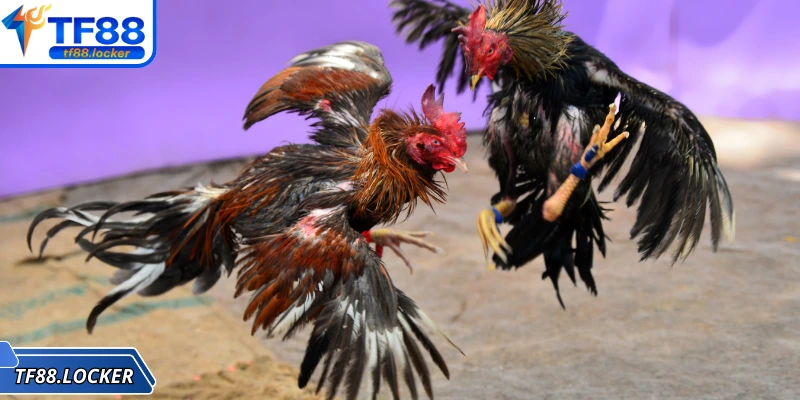 Đá Gà Đòn – Trải Nghiệm Truyền Thống Đặc Sắc Tại TF88 2 Tìm hiểu về những thuật ngữ khi tham gia đá gà đòn