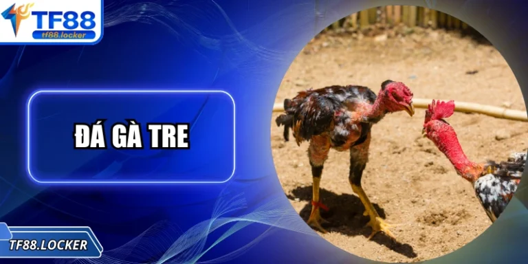 Đá Gà Tre – Trải Nghiệm Truyền Thống Hấp Dẫn Tại TF88