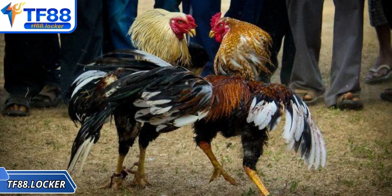 Đá gà TF88 sân chơi giải trí hàng đầu