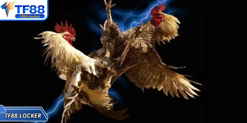 Tìm hiểu chi tiết ba cửa cược quan trọng, phổ biến